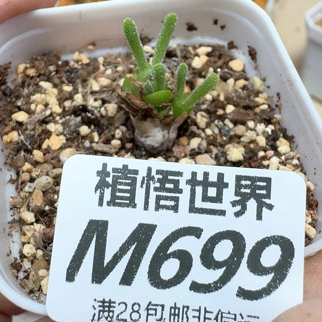 多肉植物的日子去df