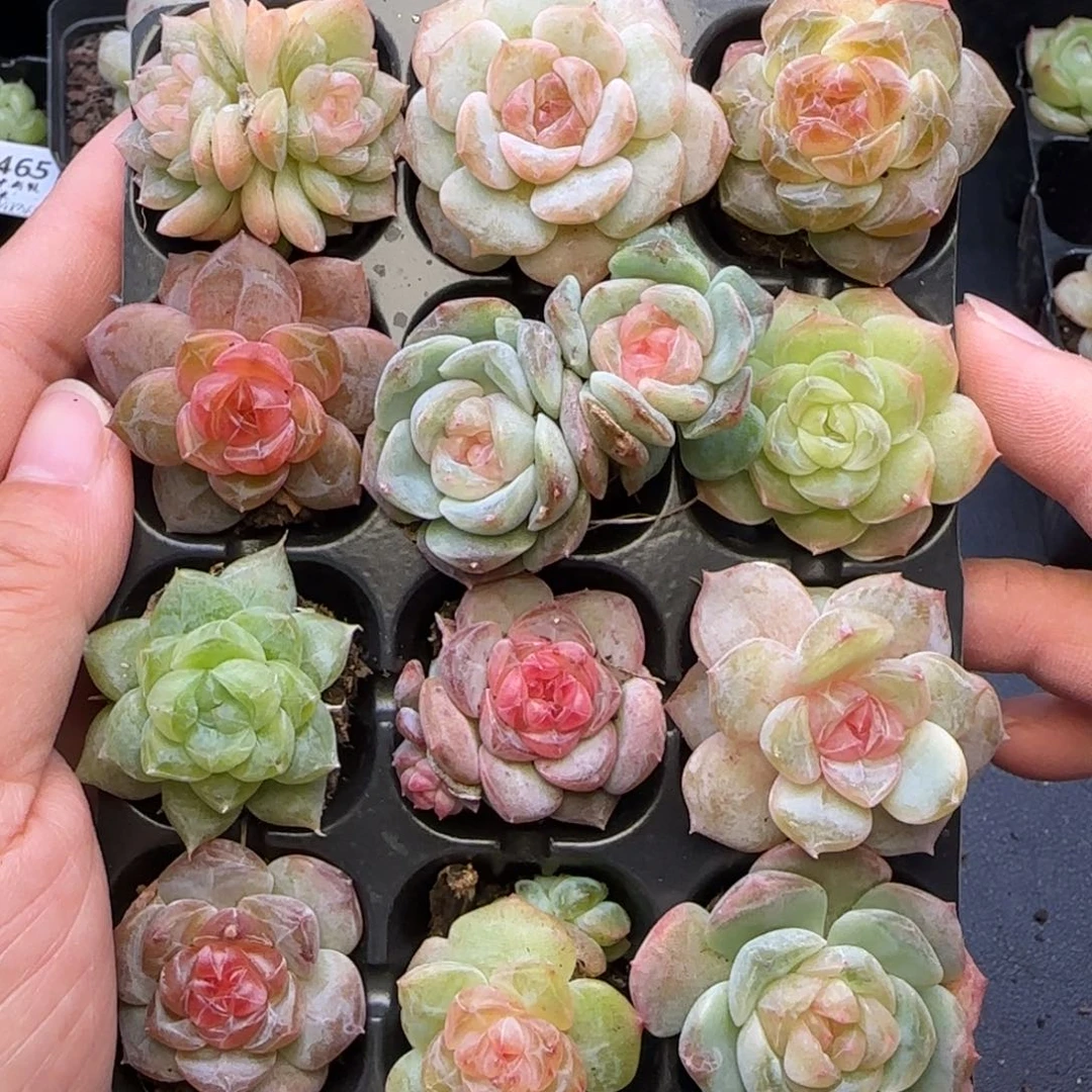 暴***富【满29包邮非偏远】512十二棵卡拉米