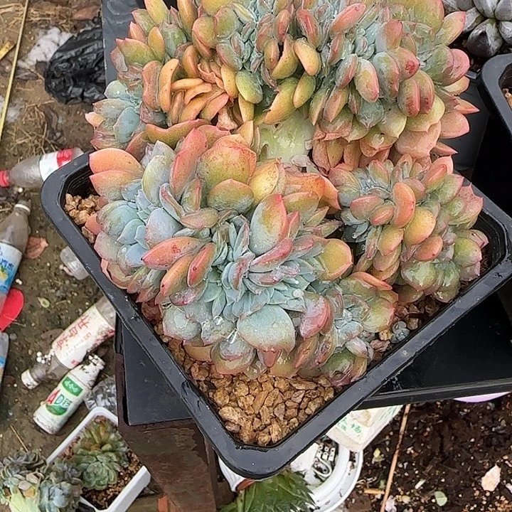 星****青蛙王子儿童牙膏11