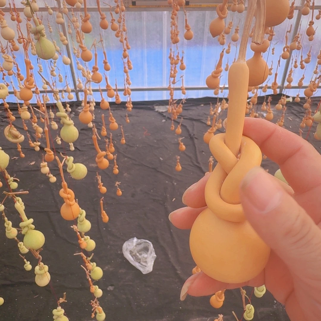 川***店扇子葫芦科动物大白腿鸟类分布