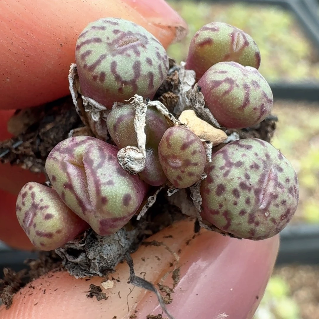 47紫色安贞0000000000