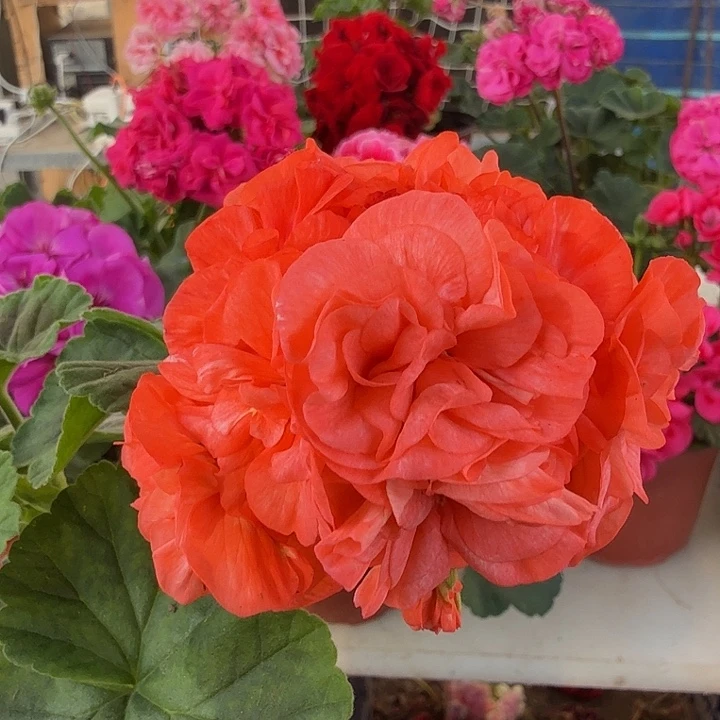 无花朵【莫瑞，课型一般】