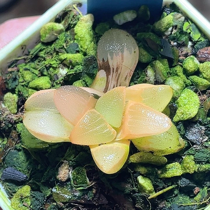 790春春克锦一物一拍