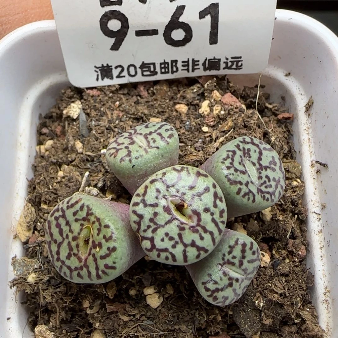 原始墨带盆土发货。