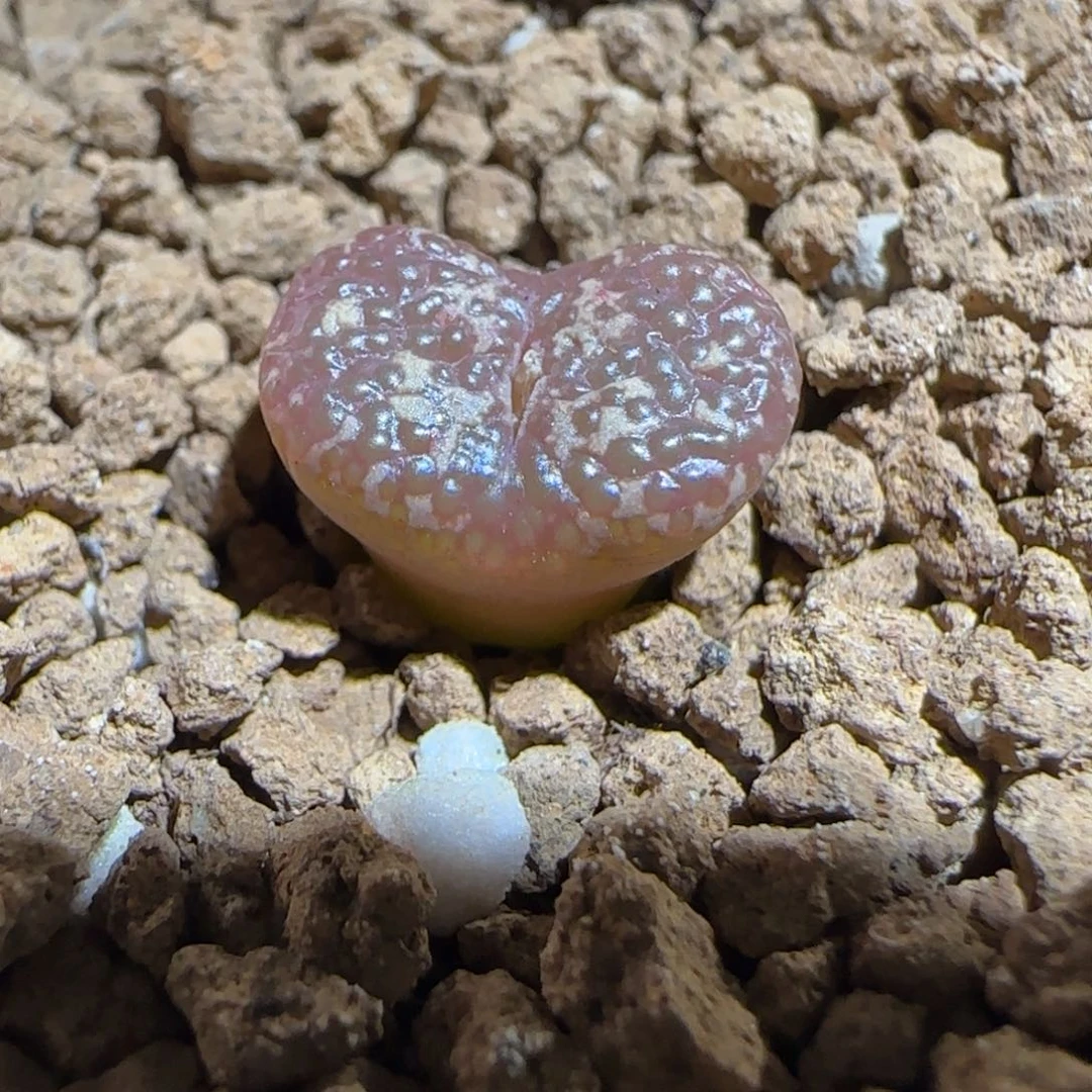 肉锥多肉植物好看-10km泡泡勋1649