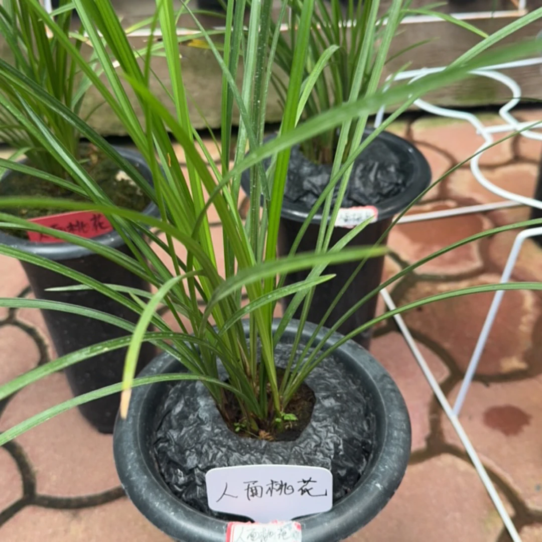 兰花、莲瓣兰名品、人面桃花三组 （拍下随机一组7苗）可以带盆发货！