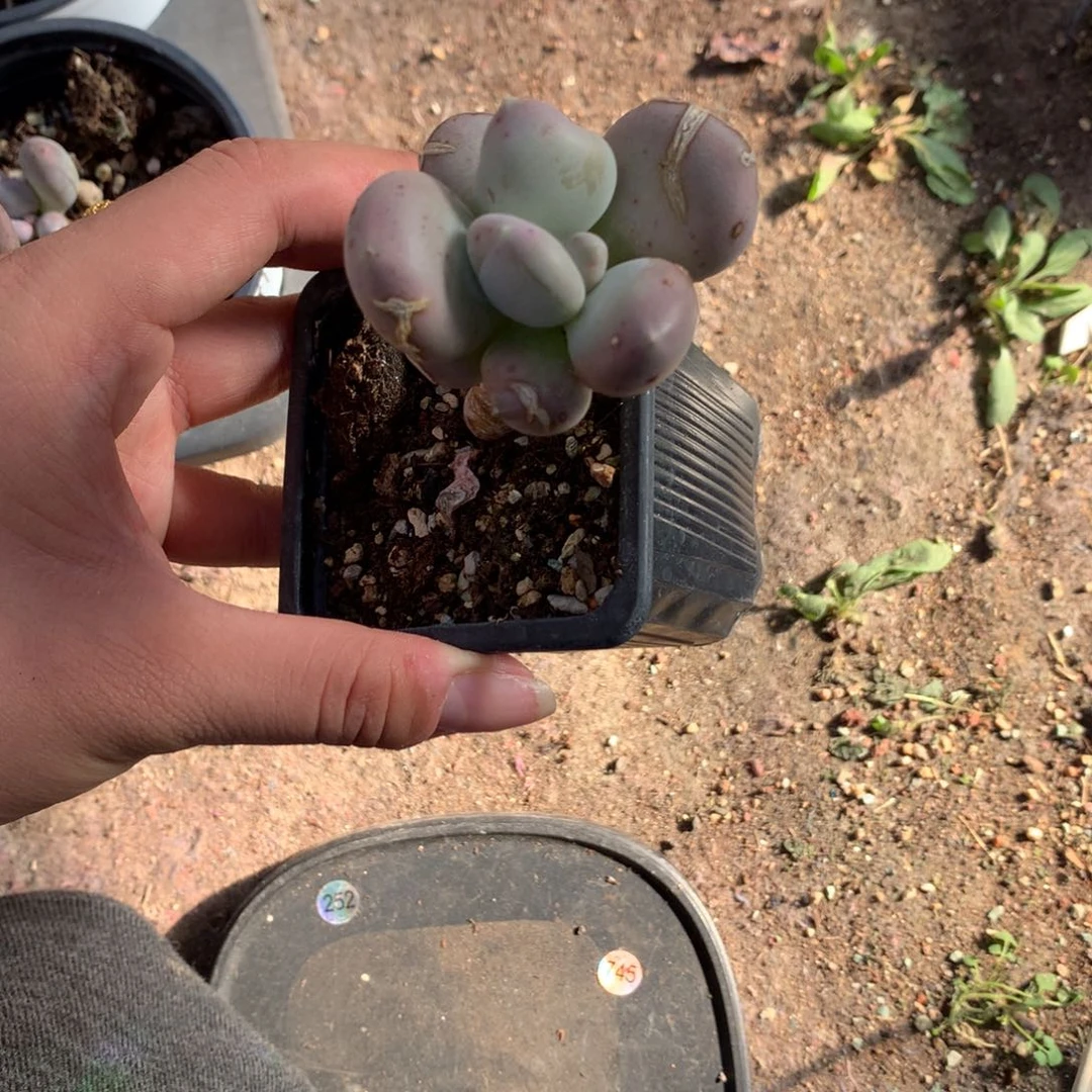 小屁桃多肉植物哈哈