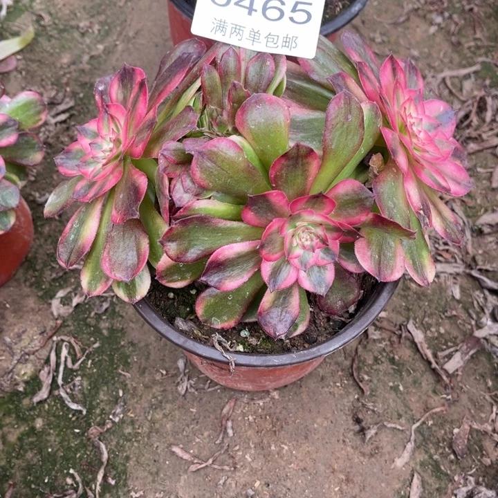 0465荔枝缀的人多肉的