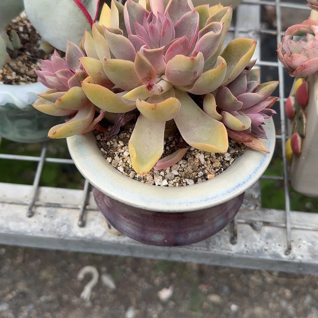 紫气东来带盆多肉植物