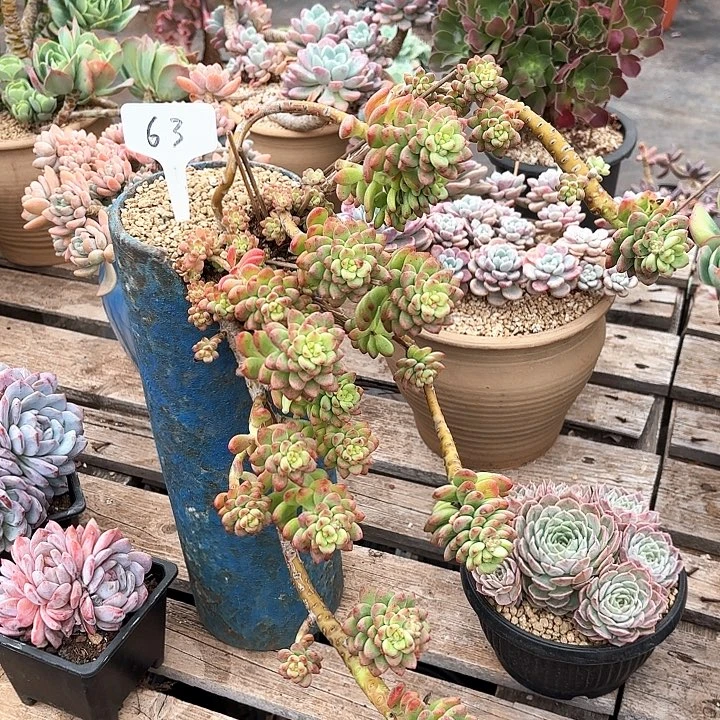 多肉植物，香格里拉63号