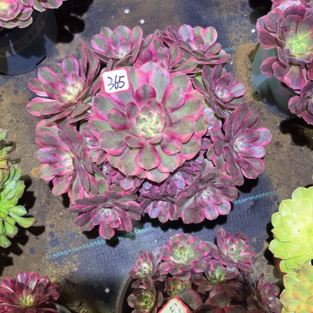 365多肉植物云荷法师