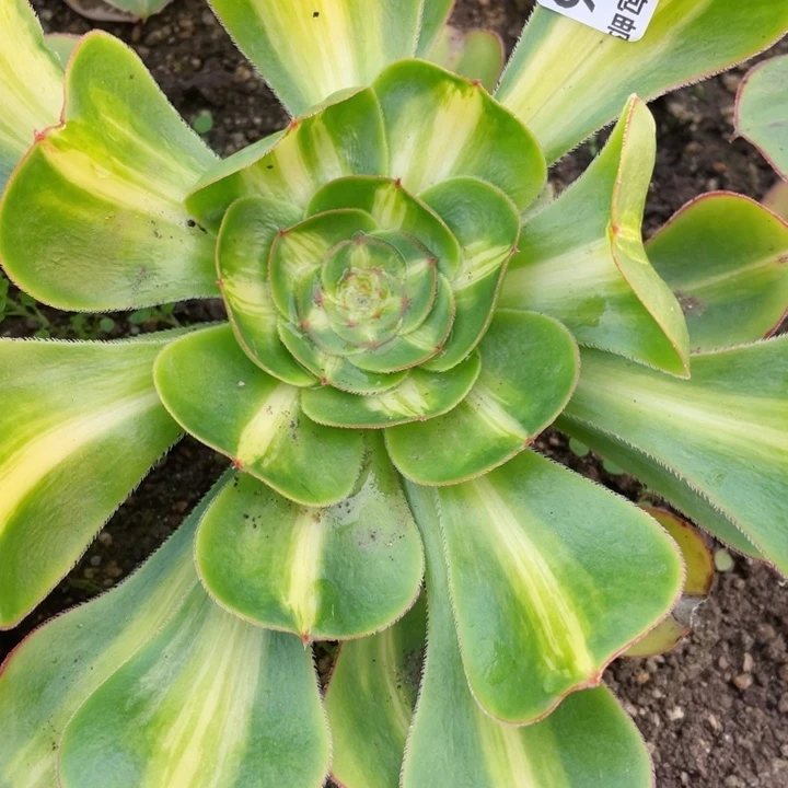 476暴君多肉1234567多肉