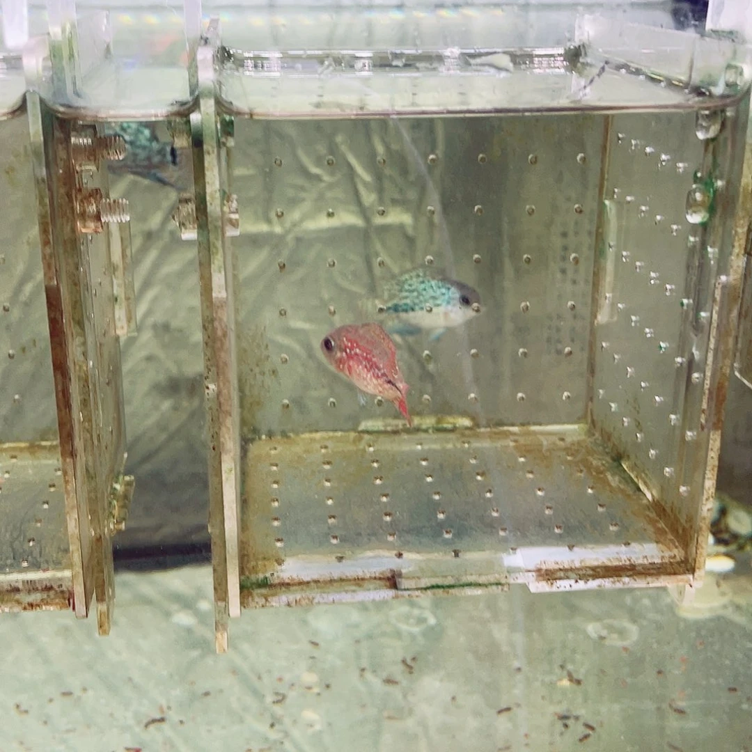 乐***2罗汉鱼f1古典火凤凰罗汉鱼苗一条