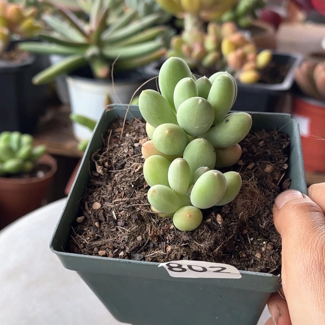 802号 一物一拍一物一拍