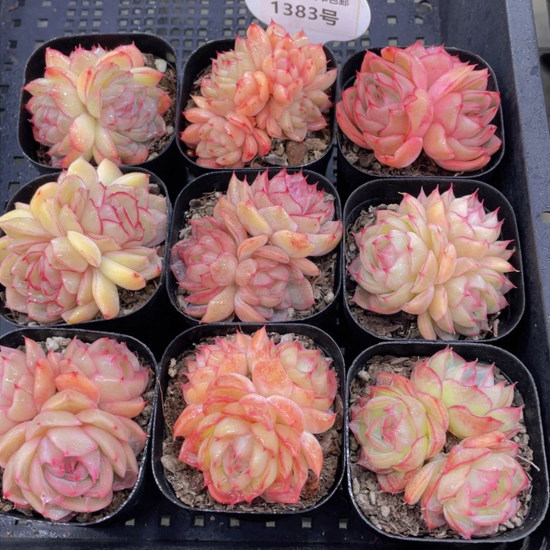 1383号 全状态荔枝玫瑰多头群一个