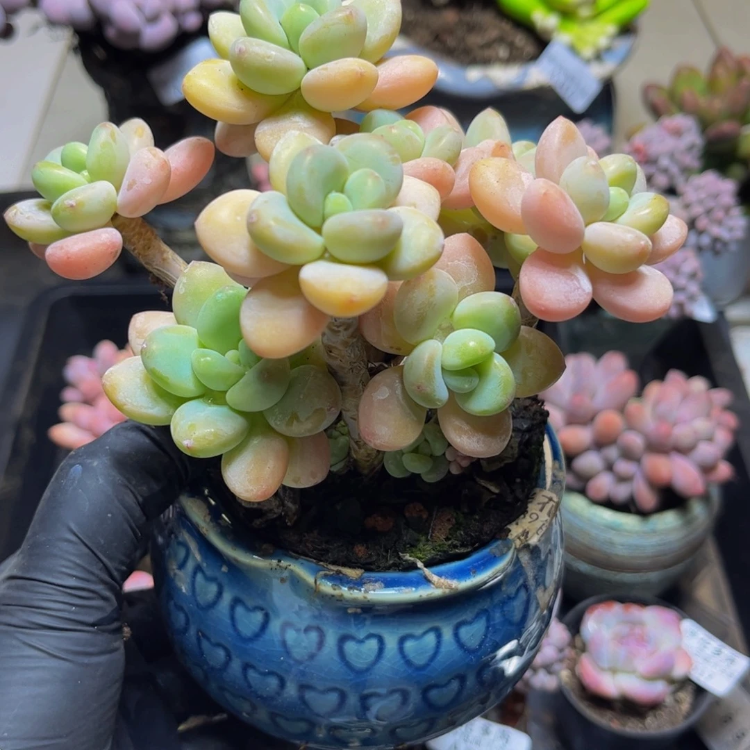 027橘子香水洛神15厘米多肉