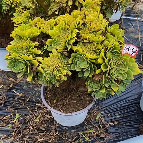 葵***花翡翠琉璃缀化184号