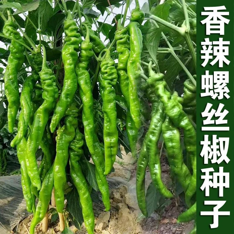 香辣螺丝椒种子种籽辣椒四季种植盆栽批发菜蔬菜子蔬菜种蔬菜种子