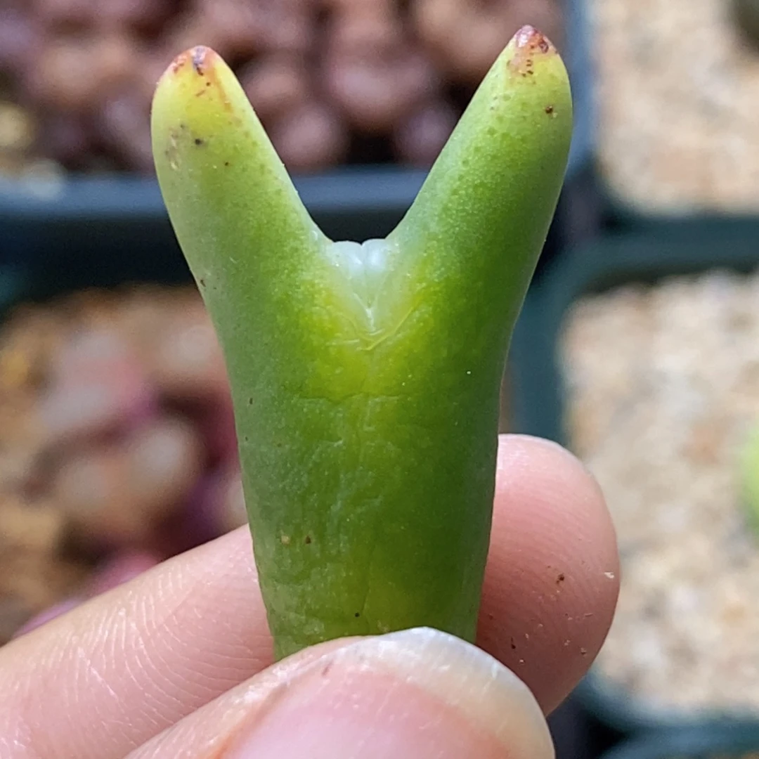 皮卡丘皮卡丘福利福利