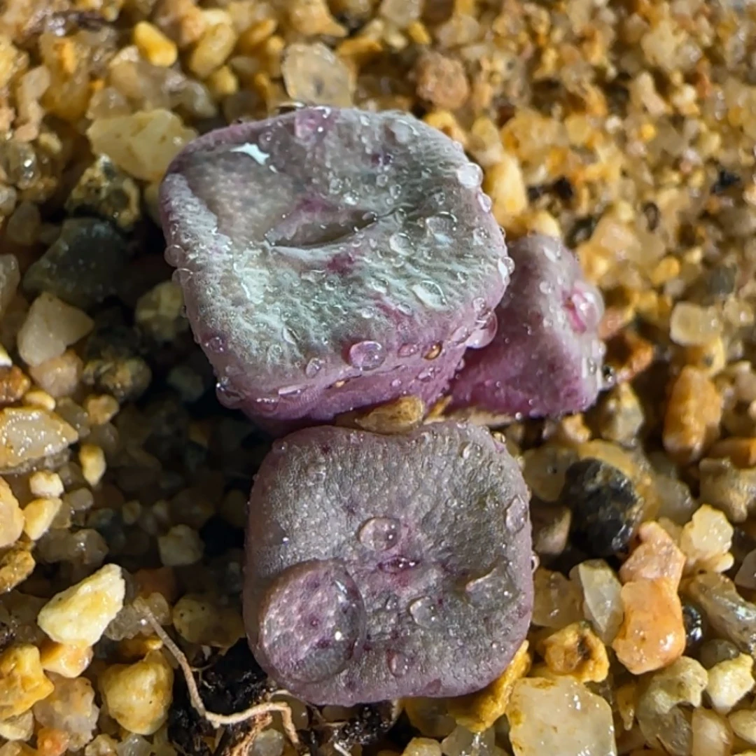 【闪购商品】18616