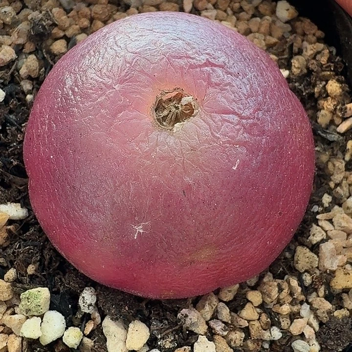 J****空老马生石花灯泡1909