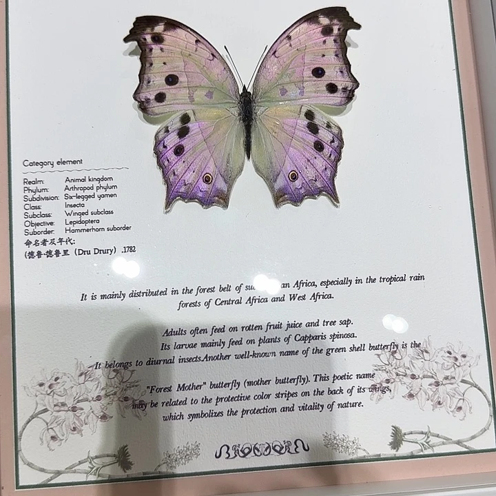 正***人绿贝炬蛱蝶蝴蝶标本专拍