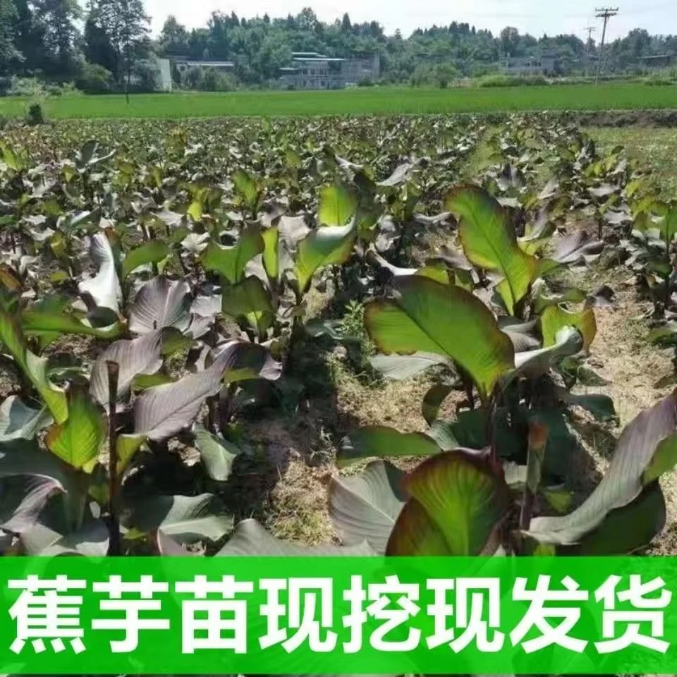 蕉芋绿化紫叶美人蕉花池花卉庭院绿植室外植物观叶带芽多年生蕉藕