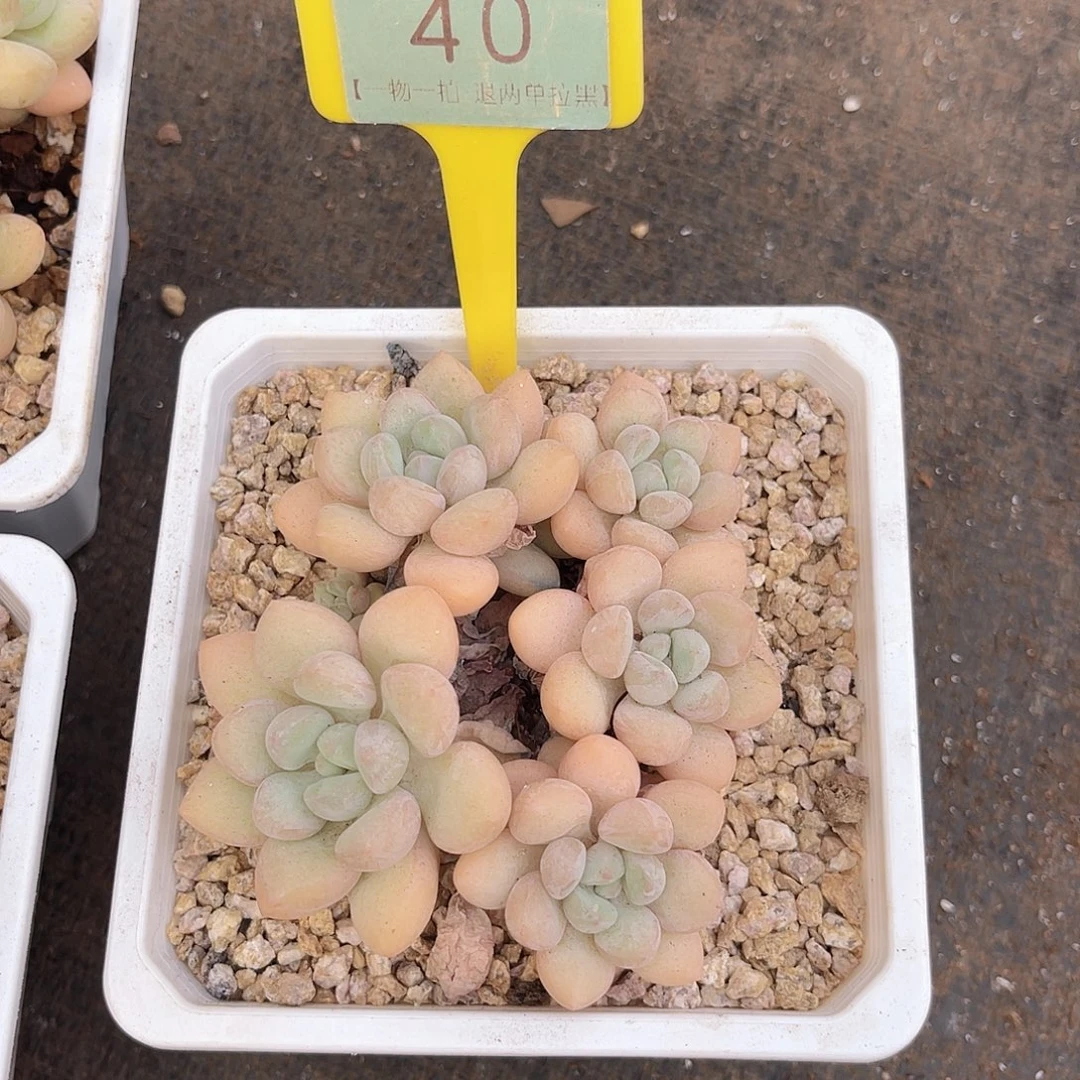 云尘多肉一物一拍40