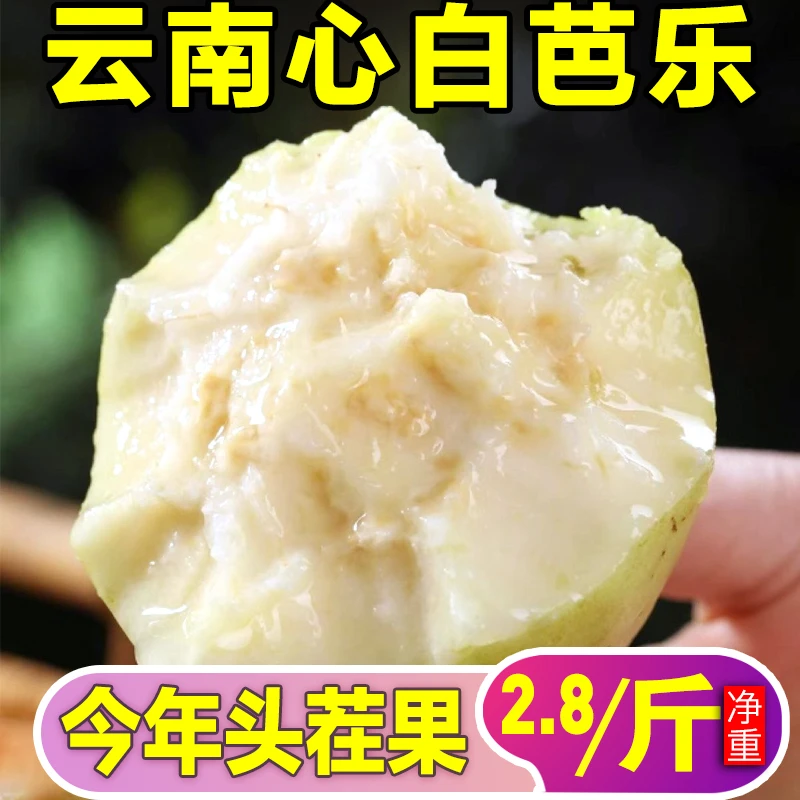 云南白心芭乐软糯脆甜两吃当季新鲜孕妇水果番石榴整箱鸡屎果包邮