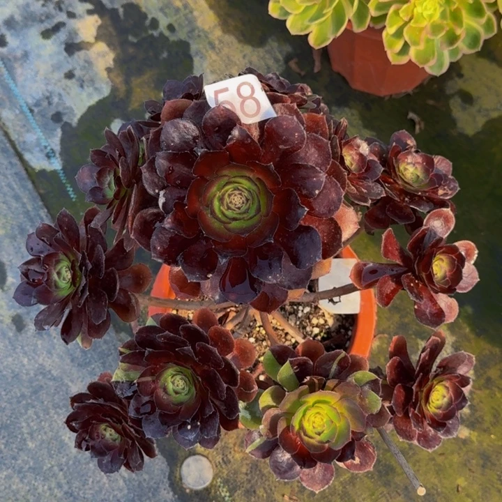 00000000581黑美人