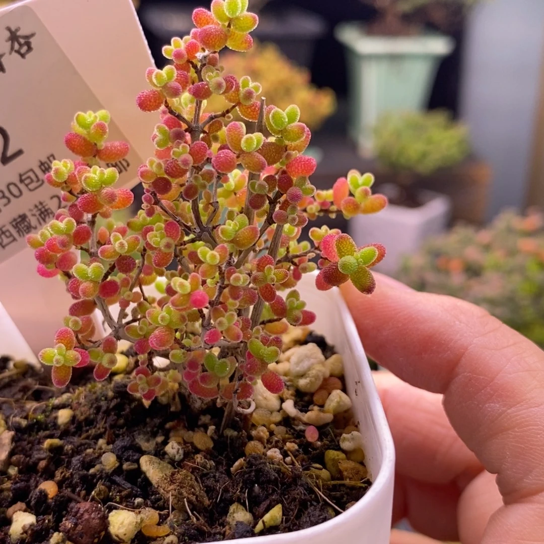 好***7342蜜桔糖球。