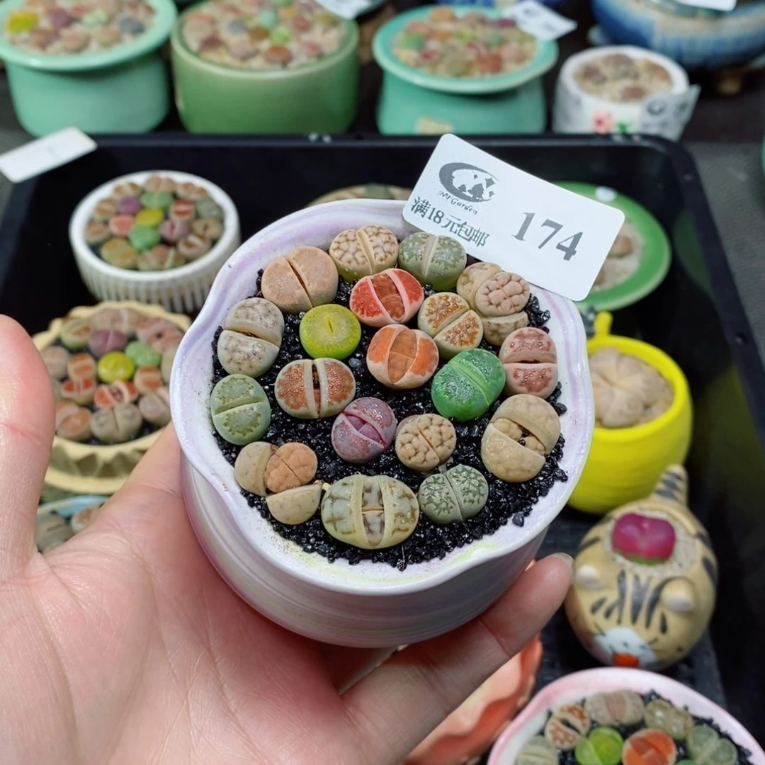 生石花花花花花174