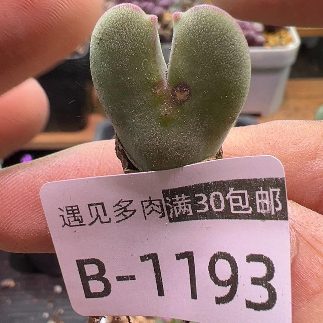 多肉植物1111111111111