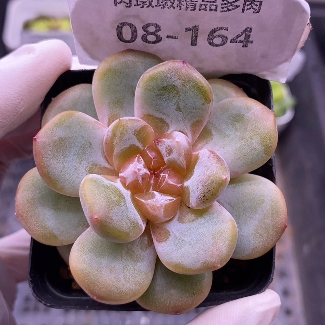 【闪购商品】08-164