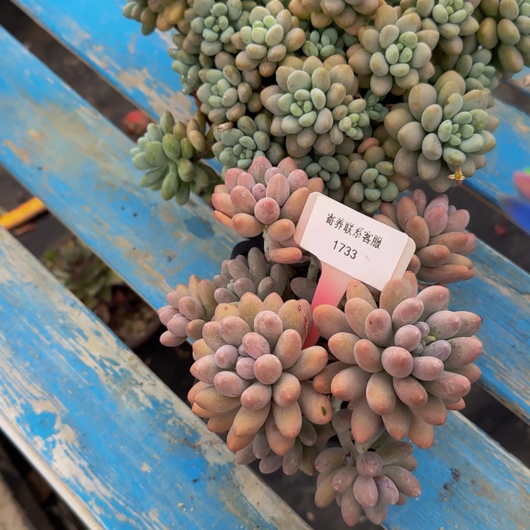 无花朵雪*娘两颗打包送不哈怕他爸爸