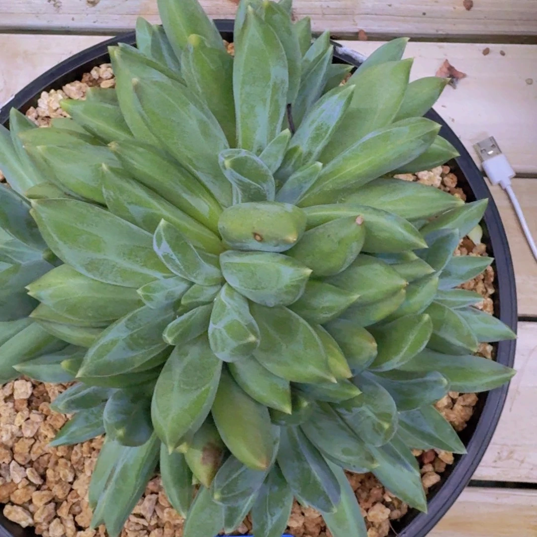 450重楼凡艺多肉