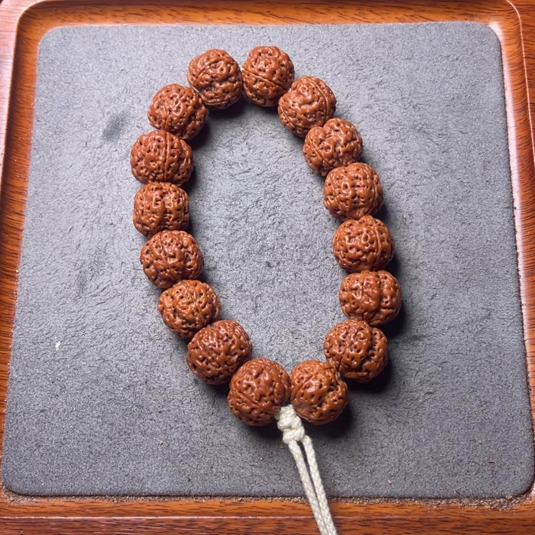 菩提13号金刚菩提爆肉四瓣18+