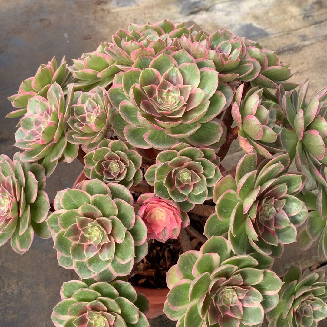 厚叶莲花座，多肉植物