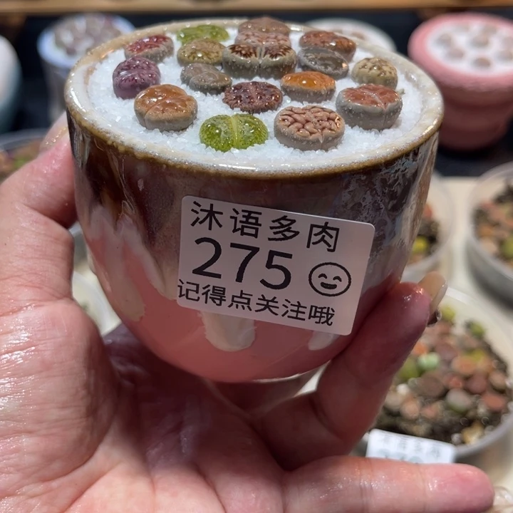 所见即所得 一物一拍275