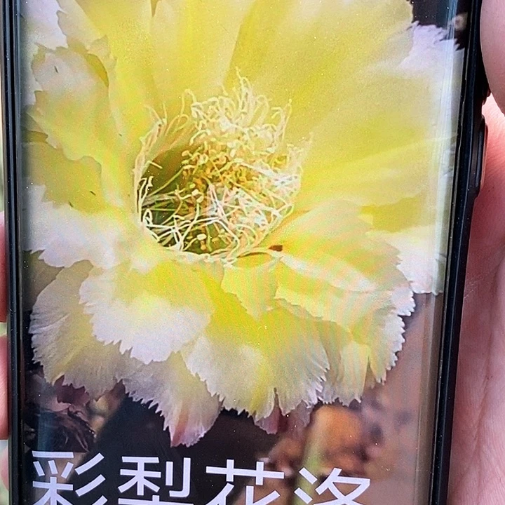 梨花落/侧芽歪20包邮/2个 3公分左右