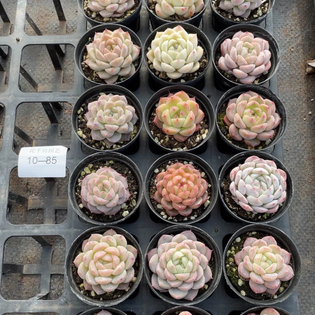 一物一拍18棵10-85