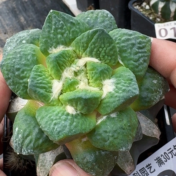 无花朵福利苗接花牡丹082