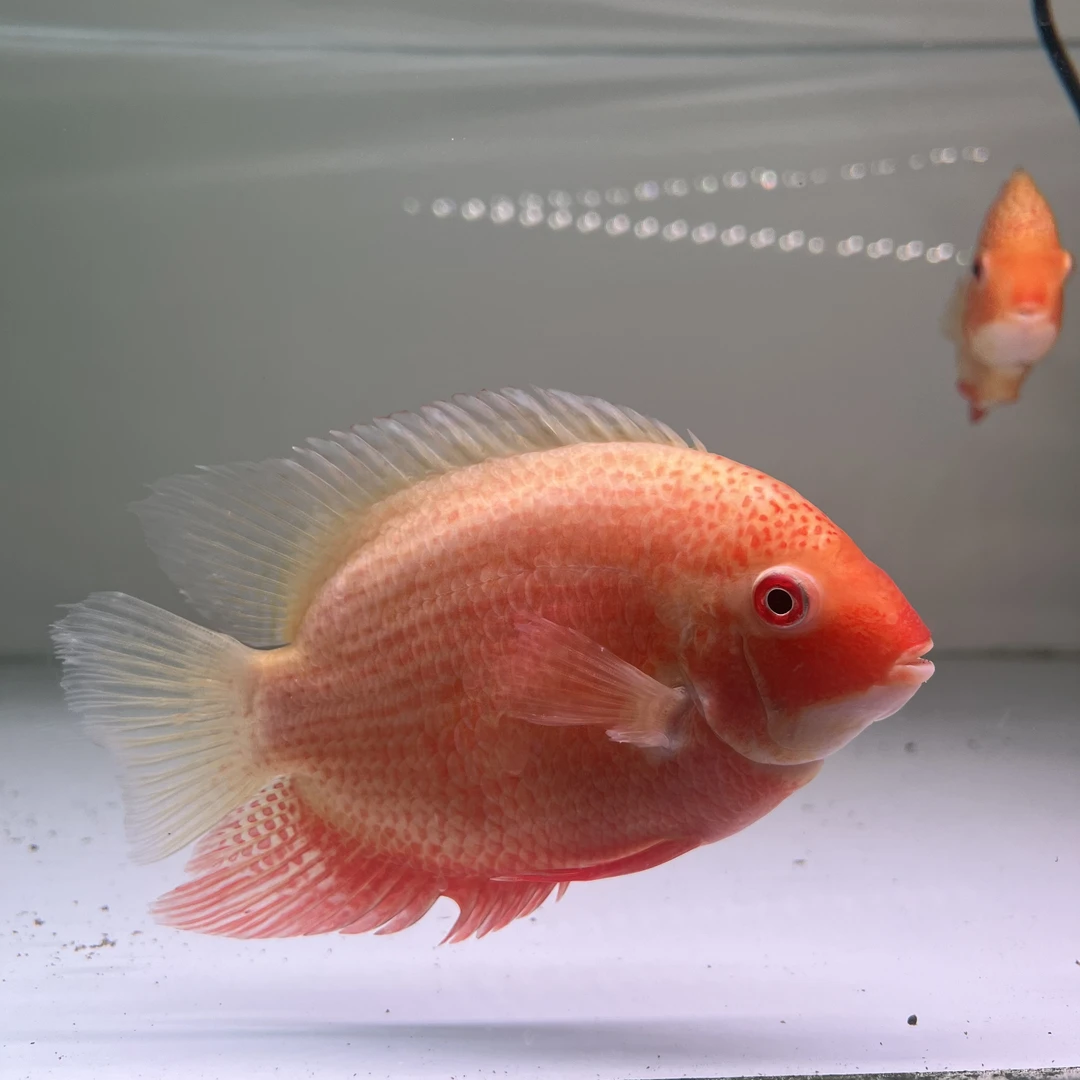 塔普拉喷点菠萝鱼热带鱼淡水观赏鱼活体菠萝鱼