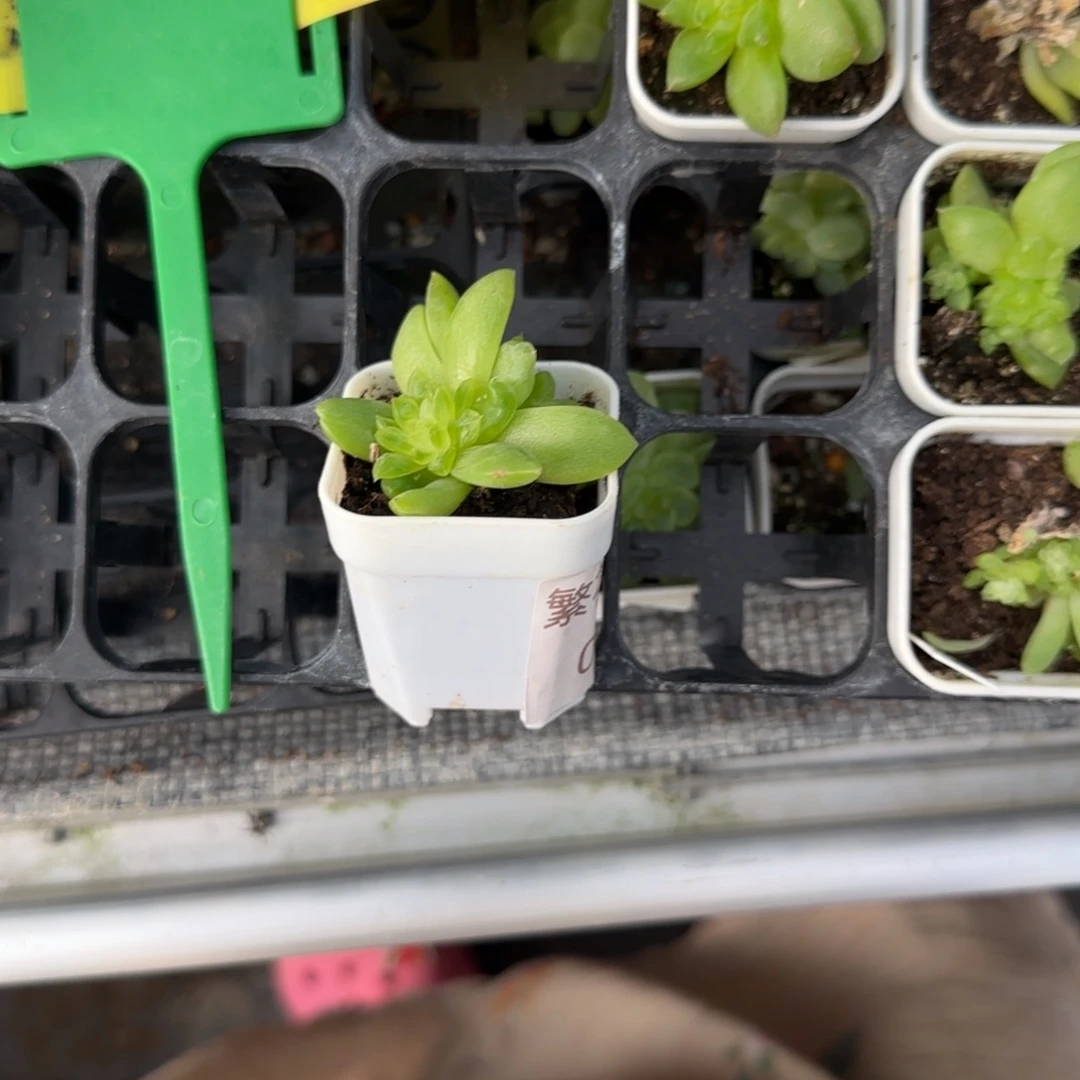 S***记月亮珍妮中苗盆一个满25包邮