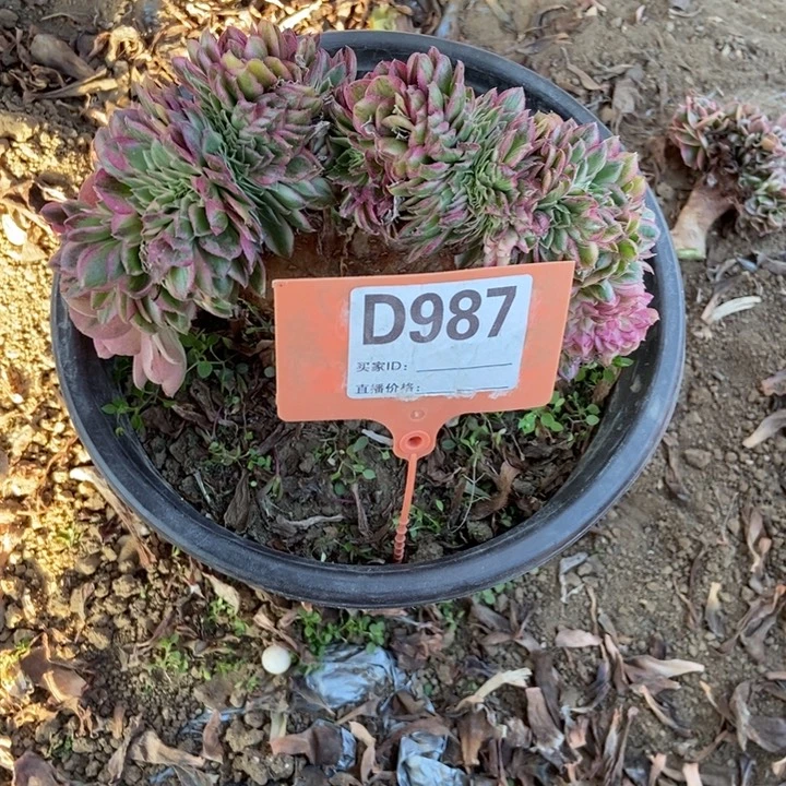 露***妈D987轻城缀化老庄老庄