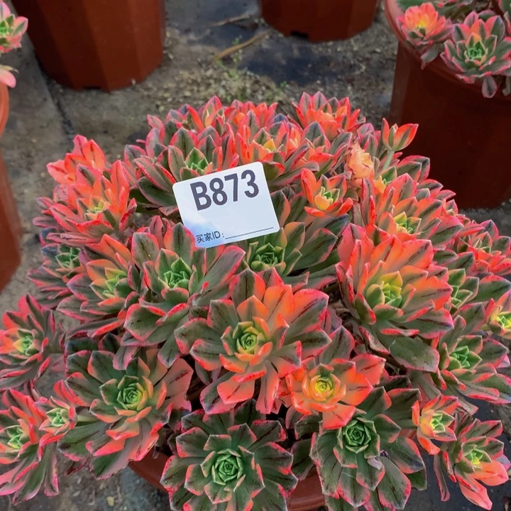 全部花朵873甜茶