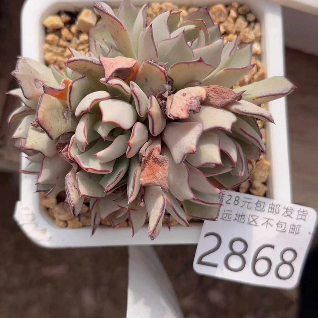 大2868；h xv d b vn j n n