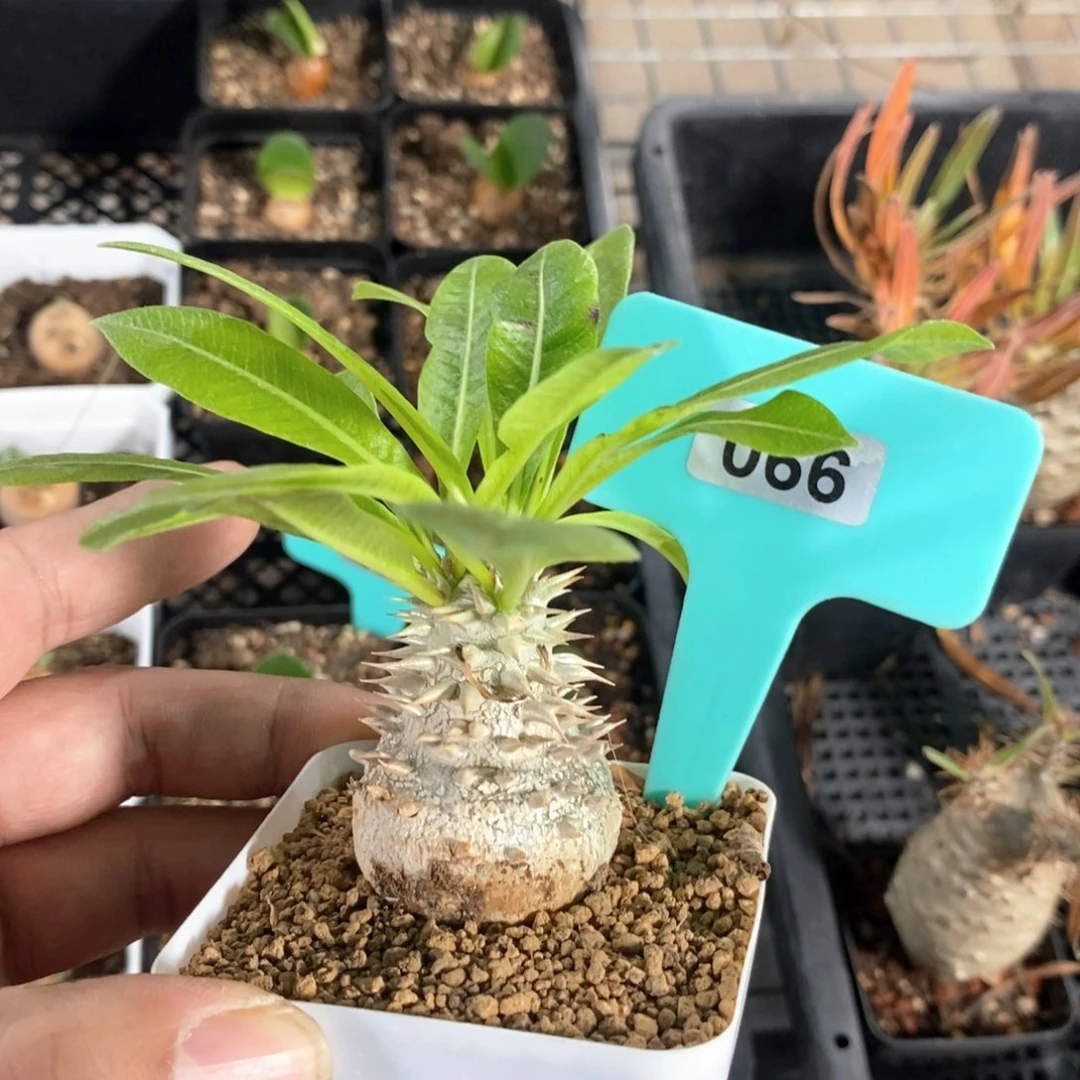 慧比大黑多肉植物