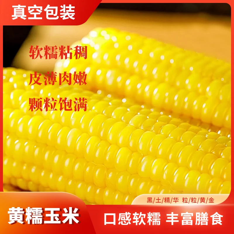 【黄玉米5斤】大个头 24年北方甜糯黄玉米大棒8-10支整