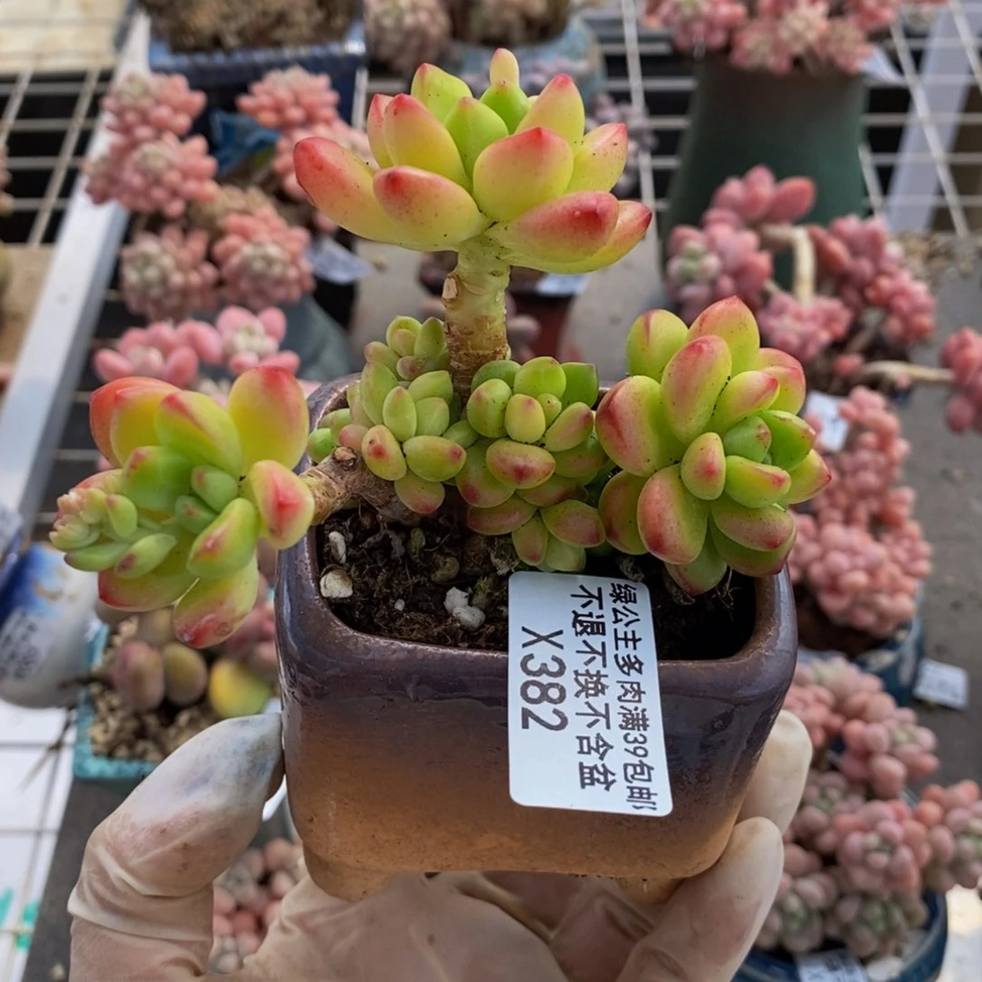 香格里拉382/8c m